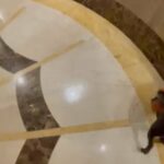 French Bulldog Fawn female in Abu Dhabi