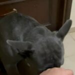 Blue French Bulldog Male in Abu Dhabi