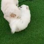 2 Males Chowchow 48 Days Old in Dubai