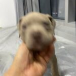 American Bully Puppies in Ajman