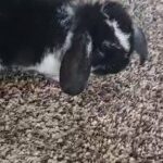 pure french loop bunny in Dubai