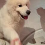 Pure Breed Male Samoyed For Mating Only in Dubai