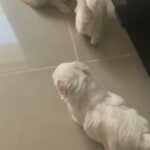 Havanese + Maltese Dogs For Sale in Dubai