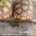 A pair of Selcata turtles in Dubai