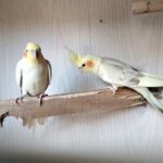COCKTAIL PAIR BIRD FOR SALE (READY FOR BREEDING) in Sharjah