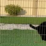 For Sale Male german shepherd Black Royal in Umm Al Quwain