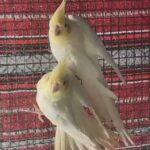 lutino cockatiel chick فروخ كوكتيل لاتينو in Sharjah