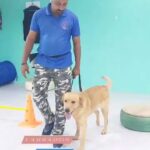 dog training 🐶 in Dubai