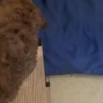 Toy Poodle Puppy- Gold in Abu Dhabi