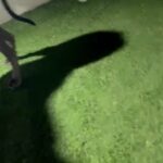 Female Great Dane in Dubai