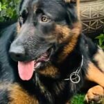 MALE GSD STUD in Dubai