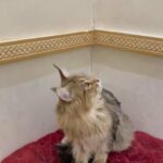 Male Mainecoon One Month in Al Ain