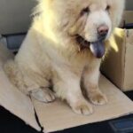 chow chow top quality for mating تشاوتشاو لتزاوج in Sharjah