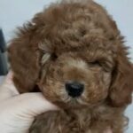 Show quality Toy poodles in Dubai