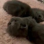 siamese persian kittens in Dubai