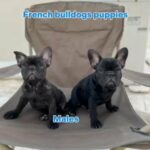 French Bulldog Puppies in Abu Dhabi