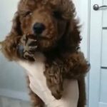 Limited Offer On Toy Poodle in Dubai