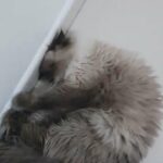 himalayan female not spayed in Ajman