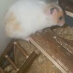 Hamsters in Ajman