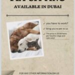 Pet Sitting Available In Dubai in Dubai