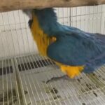 Blue And Gold Macaw in Dubai