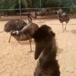 نعام إيمو الاسترالي in Dubai