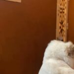 Feline ragdoll for sale with her things in Dubai