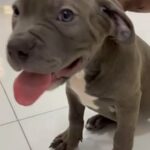 Top Quality American Bully in RAK City