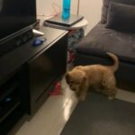 Golden Doodle Puppy in Abu Dhabi