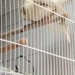 COCKTAIL BREEDER PAIR FOR SALE in Sharjah