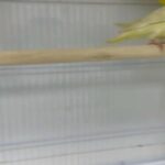 Linolated Barred Parakeet Latino in Dubai