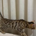 Bengal Cat (female) in Ajman