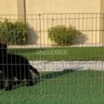 King Size Male Black Jake german shepherd Puppy For Sale in Umm Al Quwain