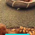 Red Toy Poodle Home Raised Healthy Puppies Available in Dubai