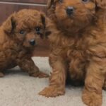 Toy Poodle Mini Females 40 Days in Fujairah