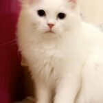 parsian cat sweet and friendly  65 days female in Fujairah
