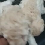 Toy poodle in Abu Dhabi