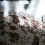 Himalayan kitten in Dubai