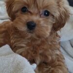 toy poodle in Dubai