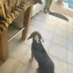 Beagle Dog 4 Months Old in Dubai