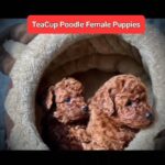 TEACUP RED POODLE HOME RAISED PUPPIES AVAILABLE in Dubai
