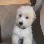 Maltipoo Puppy For Loving Family in Dubai