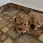 Cavapoo Puppies Available in Dubai