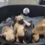 French Bulldog Puppies in Abu Dhabi