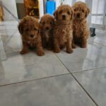 CAVAPOO HOME RAISED HEALTHY PUPPIES AVAILABLE in Dubai