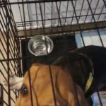 cute beagle for sale in Dubai
