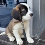 2 Month Old St Bernard Puppy in Dubai