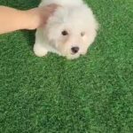 TOY POODLE PUPPY AVAILABLE in Dubai