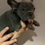 FRENCH BULLDOG High Quality in Dubai