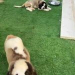 Saint Bernard Puppies With Pedigree in Dubai